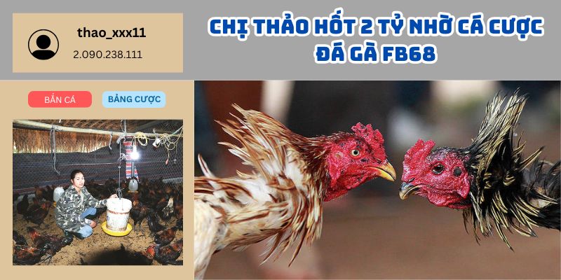 Chị Thảo Hốt 2 Tỷ Nhờ Cá Cược Đá Gà FB68 – Thành Công Đỉnh Cao Từ Đam Mê